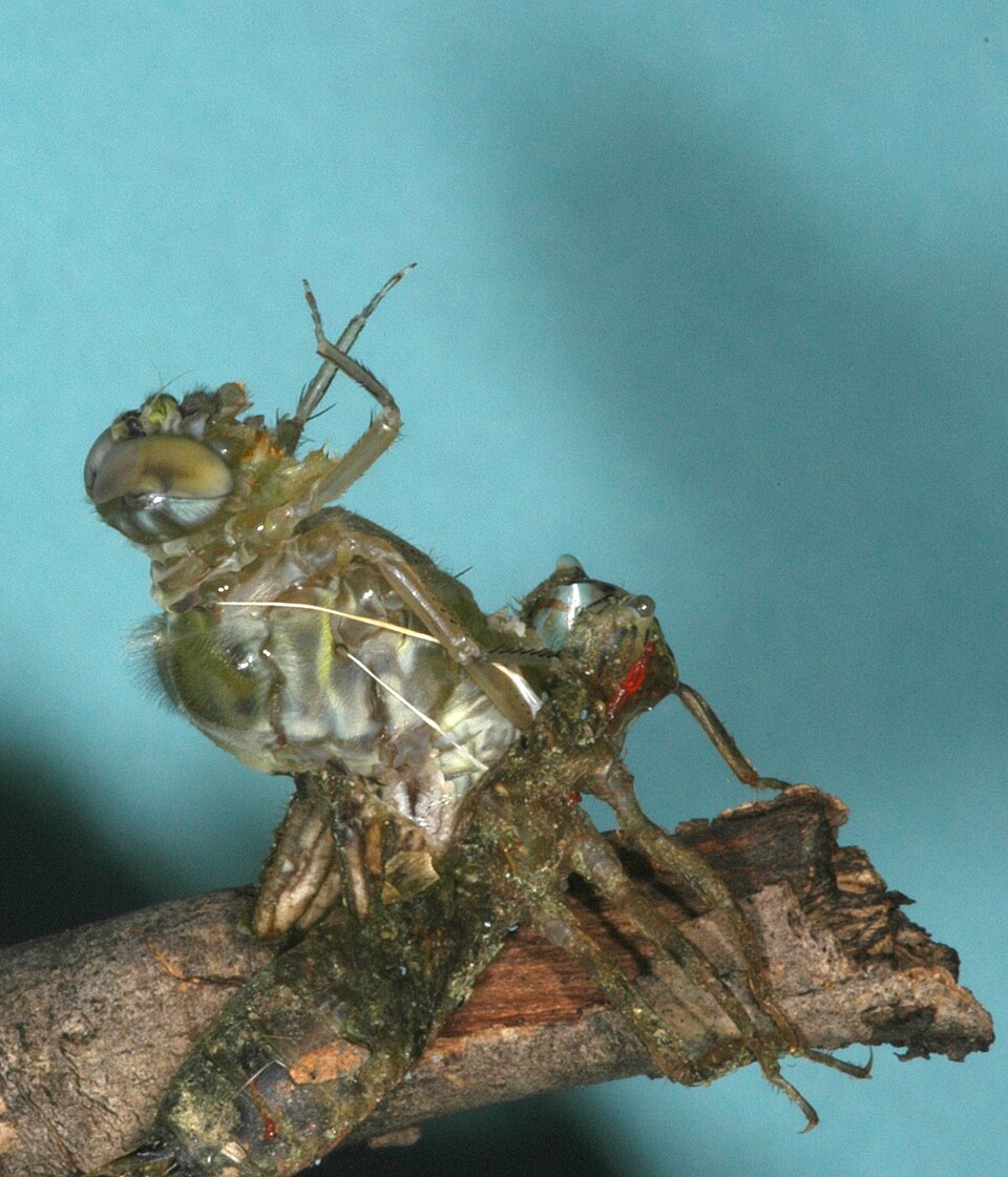 Metamorphosis - Franz Kafka